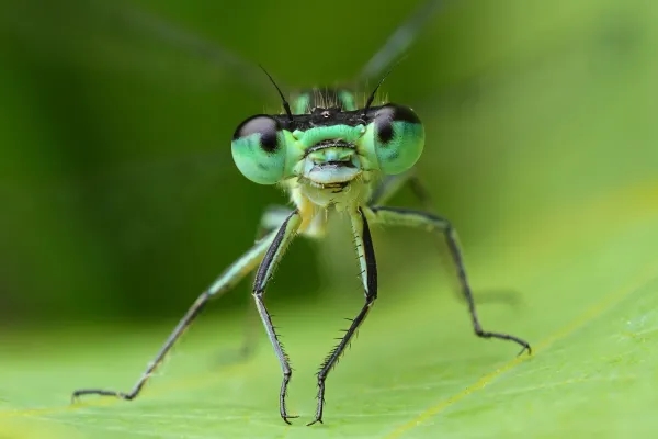 Curiosidades de las libélulas